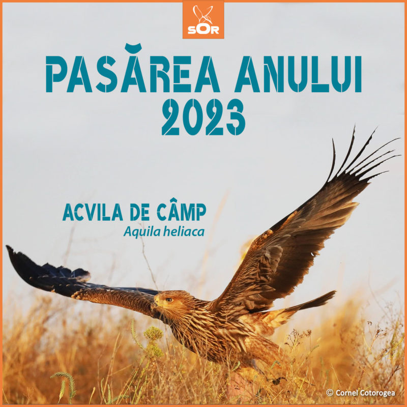Acvila de câmp a fost desemnată pasărea anului 2023