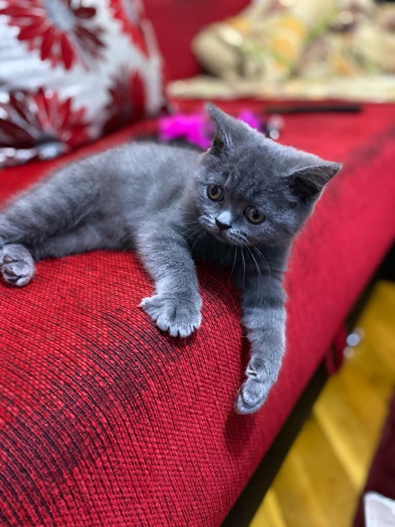 Pet Blitz I Pisica…singură acasă!