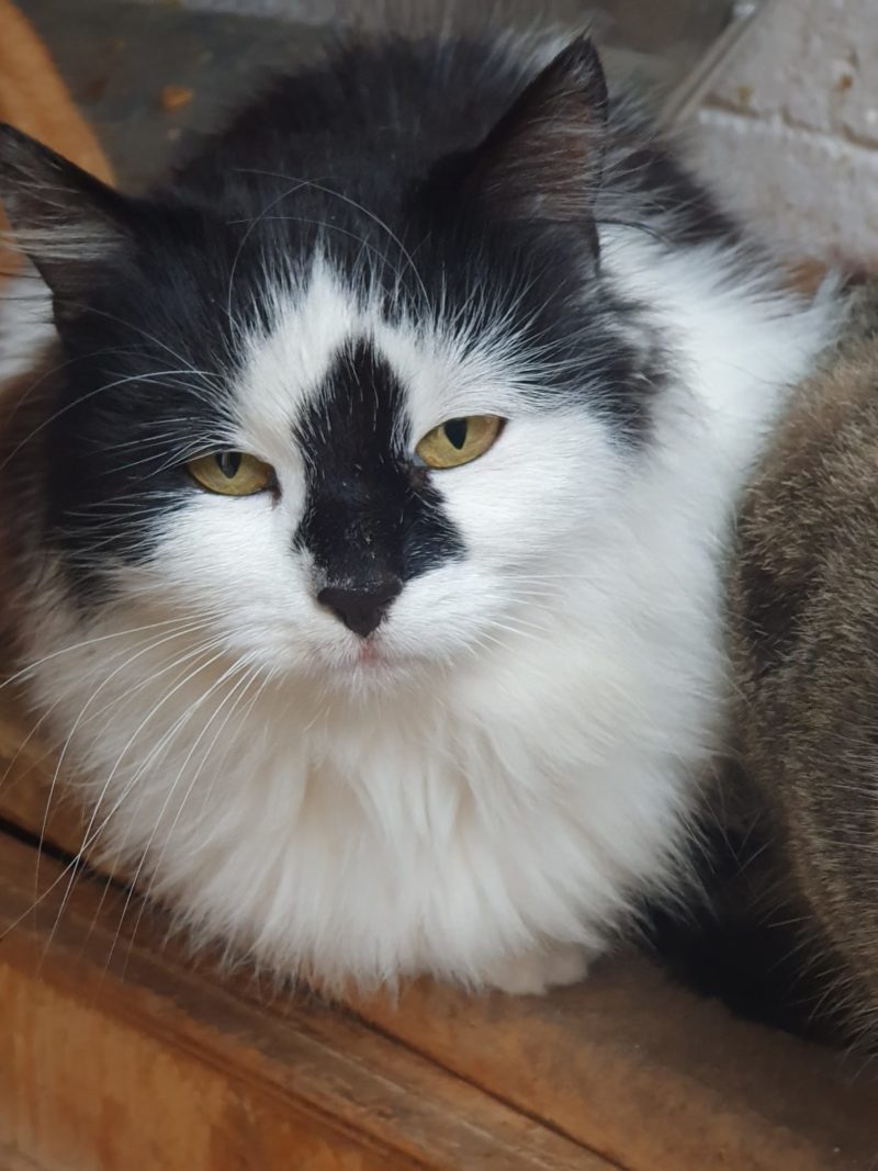 Pet Blitz | Perioada și zona în care a început domesticirea pisicii