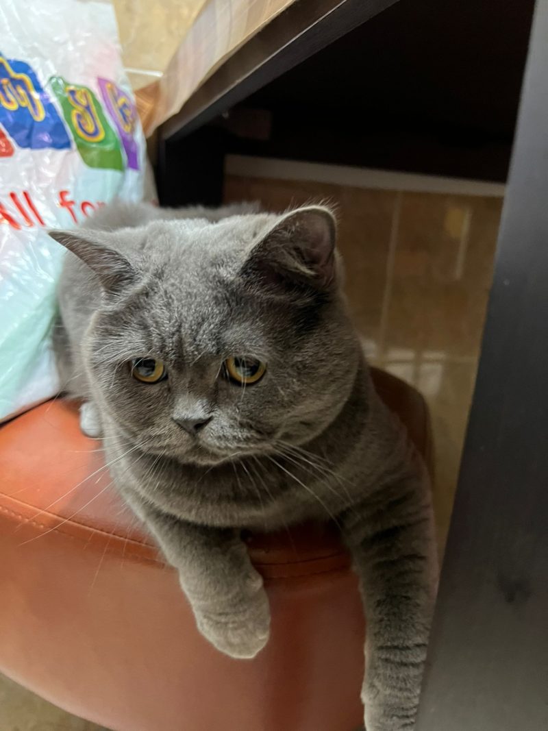 Pet Blitz | Hărmălaia Revelionului