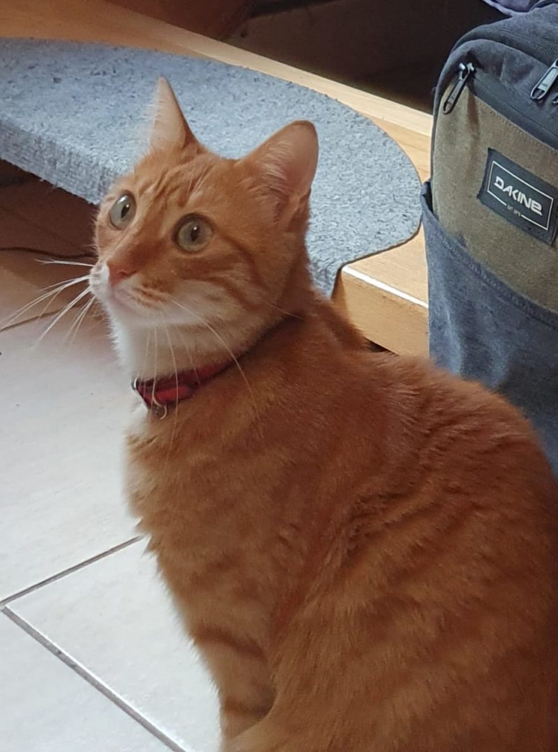 Pet Blitz | Cât de sus pot sări pisicile și cum reușesc?