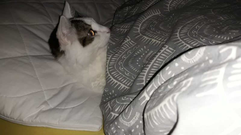 Pet Blitz, cu Bianca Tomuț