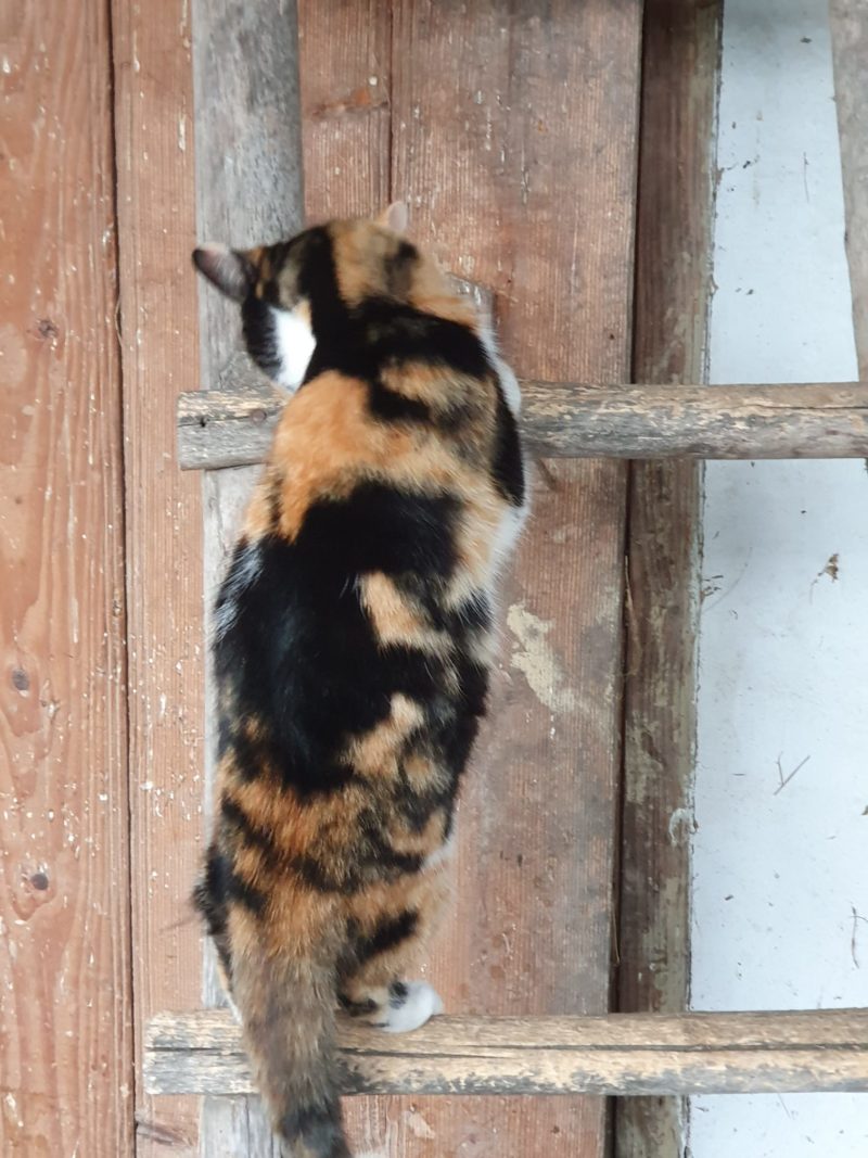 Pet Blitz I Tragedie pentru pisicile din Cipru