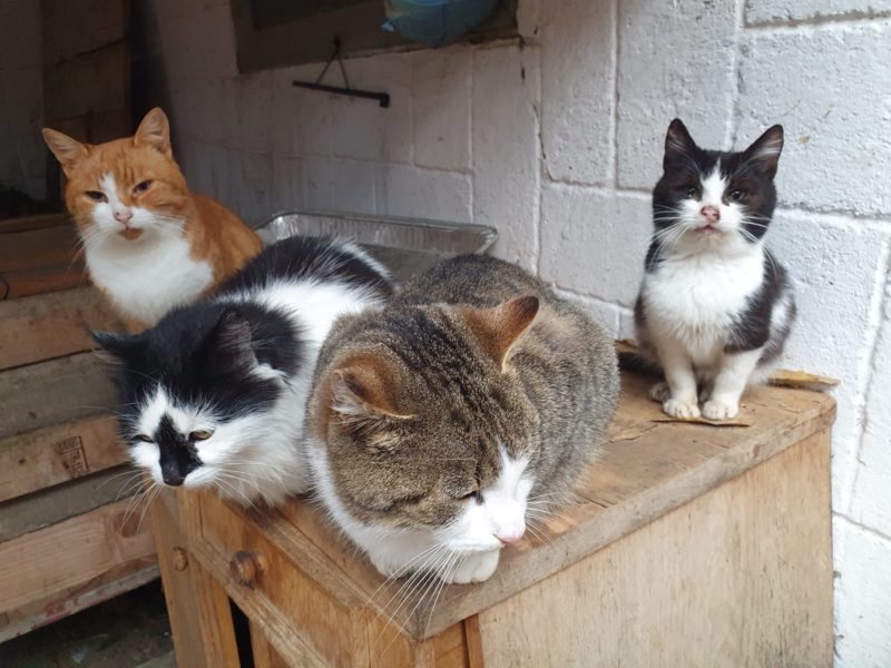 Pet Blitz I Afecțiunile pisicilor tinere