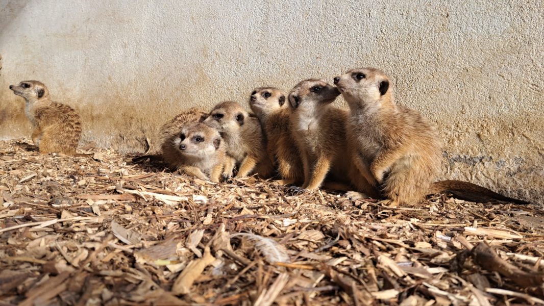Animale noi la Zoo Târgu Mureș
