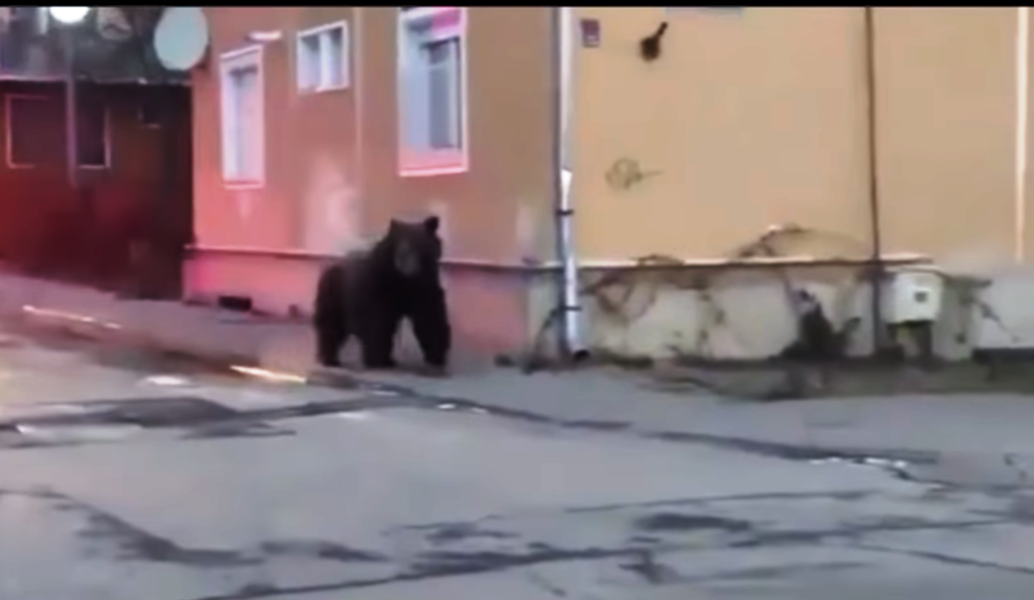 Ursul care se plimba prin Sovata a fost alungat în pădure