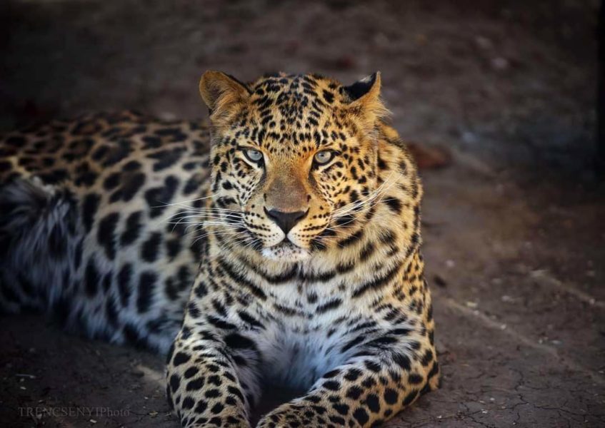 Grădina Zoologică din Târgu Mureș este deschisă și de sărbători