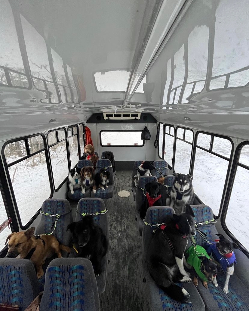 PetBlitz | Autobuzul pentru plimbat câini, din Alaska, care face furori pe internet