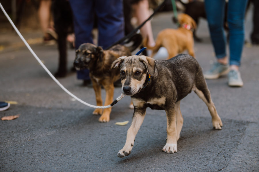 Pet Blitz I Despre temeri și fobii la câini