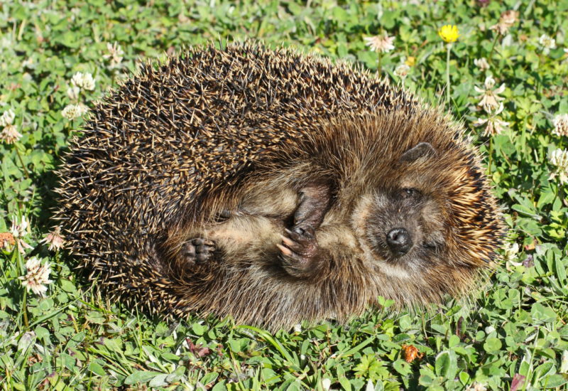 Pet Blitz | Aveți grijă în sezonul rece la arici care hibernează