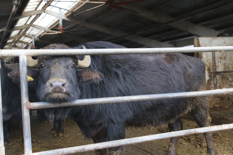 Autoritățile române și cele libiene au semnat șase certificate sanitar-veterinare care vor permite exportul de animale vii în Libia
