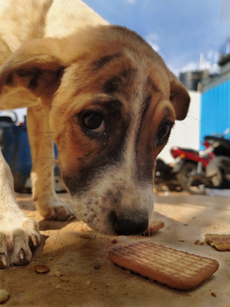 Pet Blitz | Alergeni care ne afectează atât pe noi, cât și pe animalele noastre