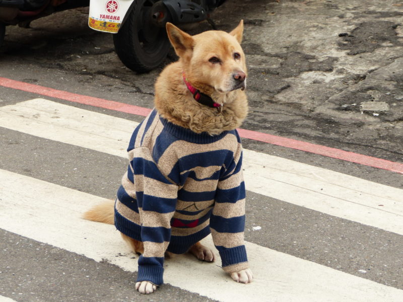Pet Blitz | Sfaturi despre protejarea animalelor de frig