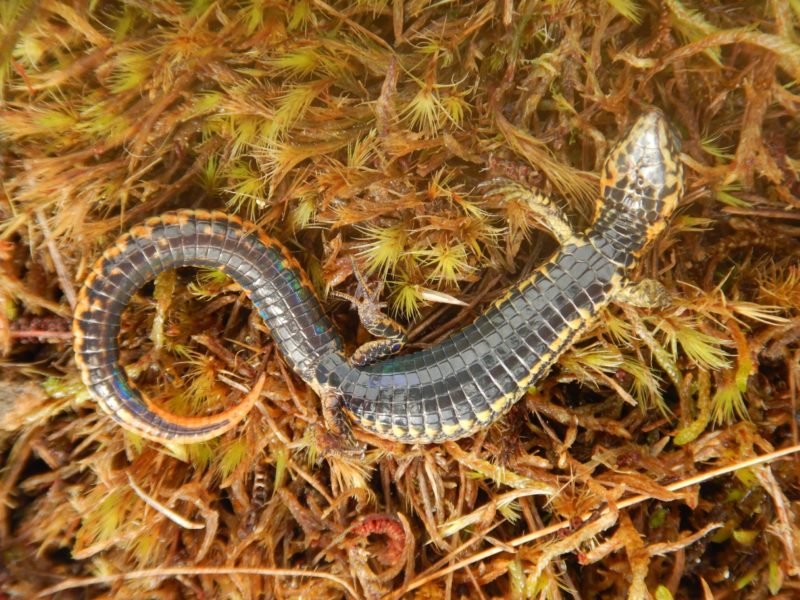 O nouă specie de șopârlă a fost descoperită într-un parc național din Peru