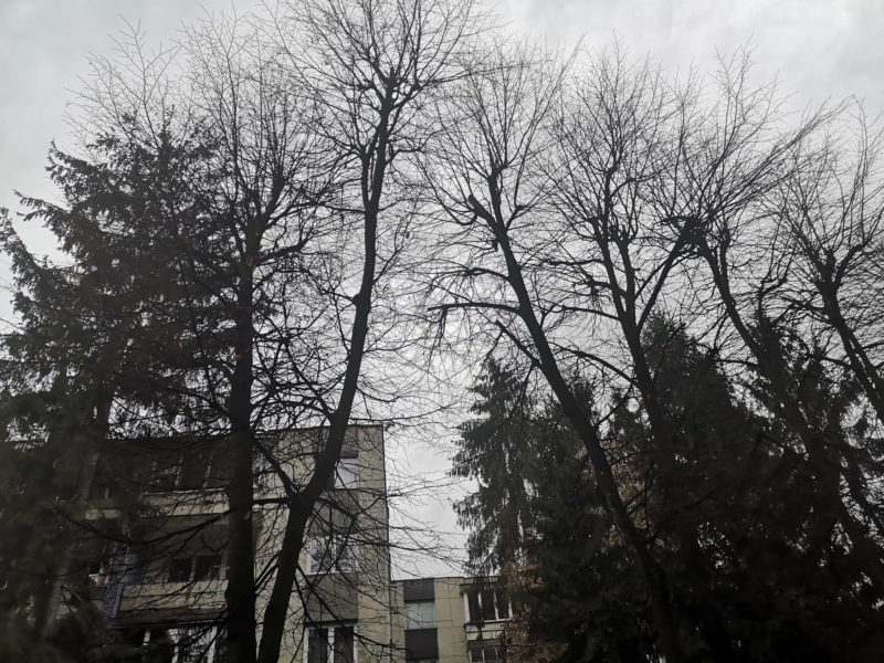 Mii de tg.mureșeni, nemulțumiți din cauza întârzierilor la toaletări de arbori