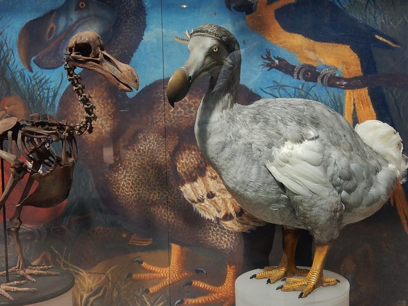 Pasărea Dodo – dispărută de peste 360 de ani, ar putea fi readusă la viaţă