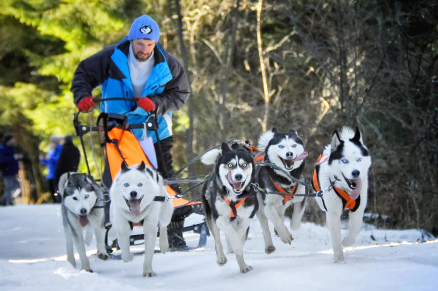 Concurs de Atelaje Canine în stațiunea Borsec, pe 11 și 12 februarie