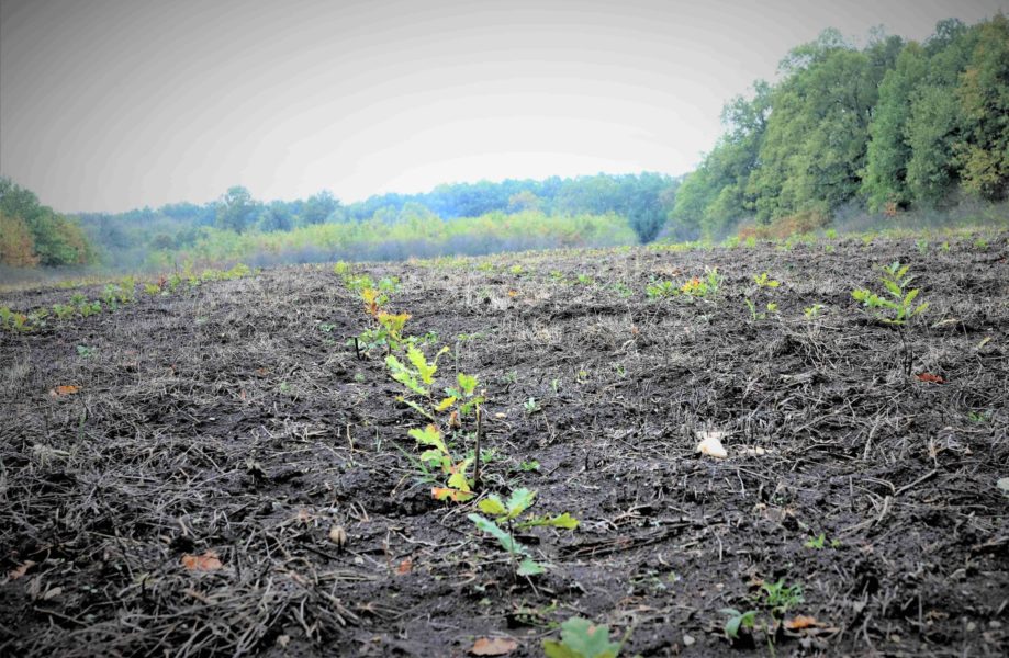 Direcțiile silvice Brașov și Mureș plantează, în această primăvară, peste 400 hectare de pădure