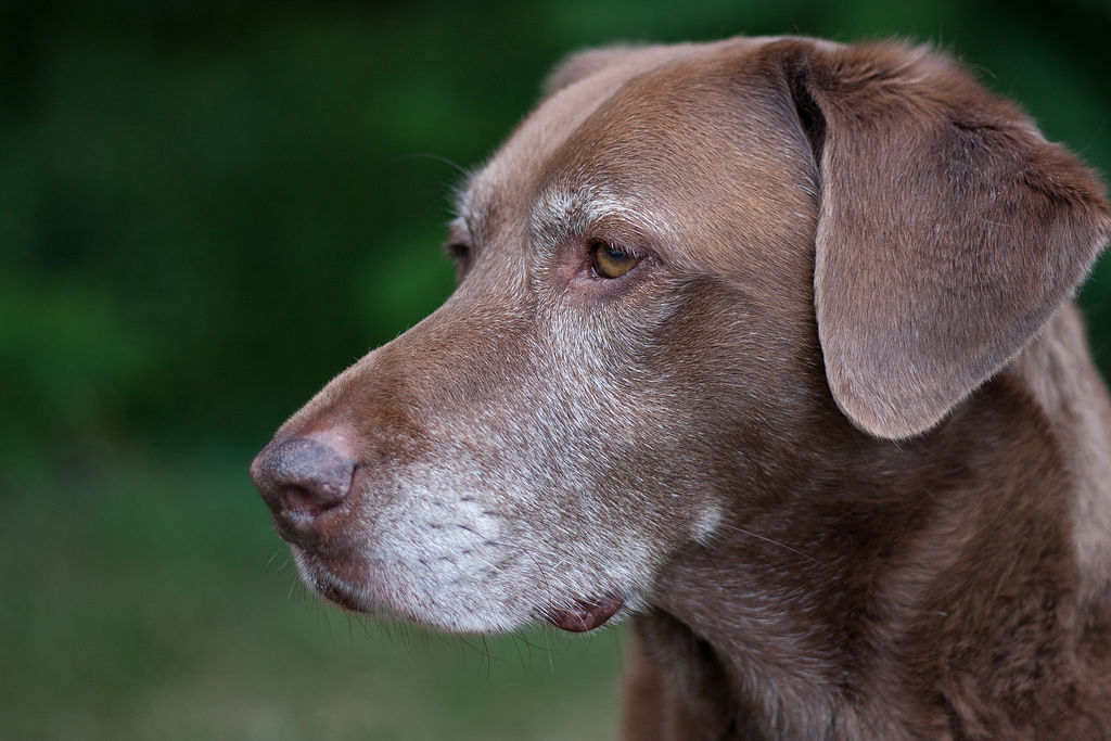 Pet Blitz | Accidentul vascular cerebral poate apărea la câinii vârstnici