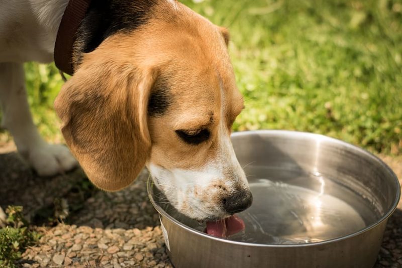 Pet Blitz I Setea excesivă la câini