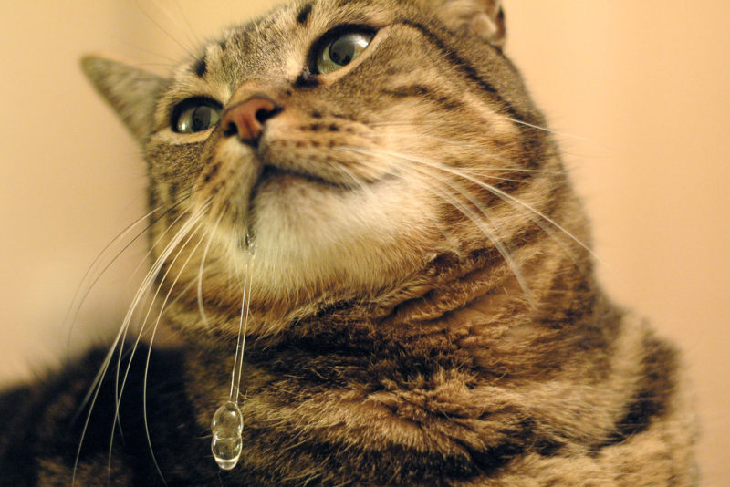 Pet Blitz | Ce înseamnă atunci când pisica ta salivează