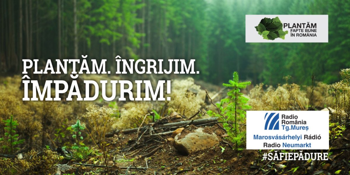 Radio Tg.Mureș participă duminică la plantări de gorun și cireș în zona Reghinului