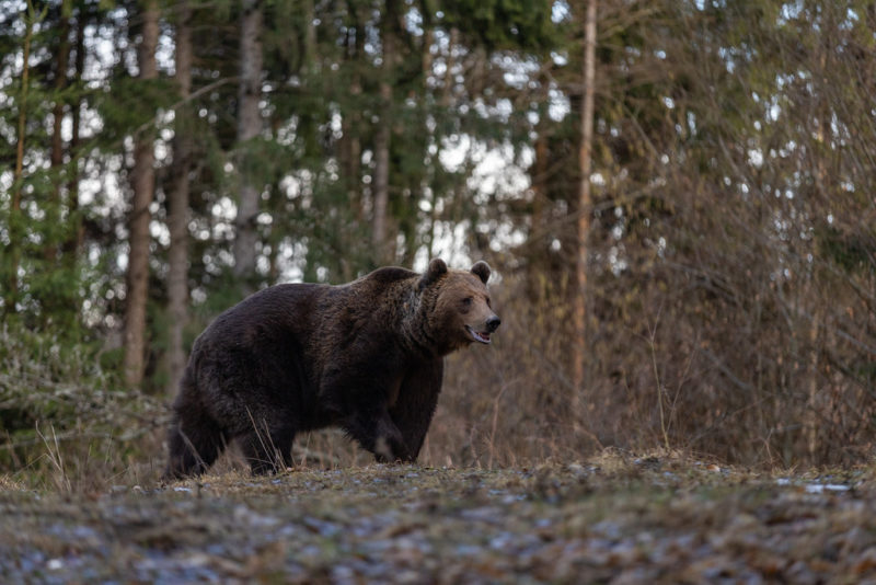 Evaluarea speciilor de animale strict protejate începe din 18 aprilie