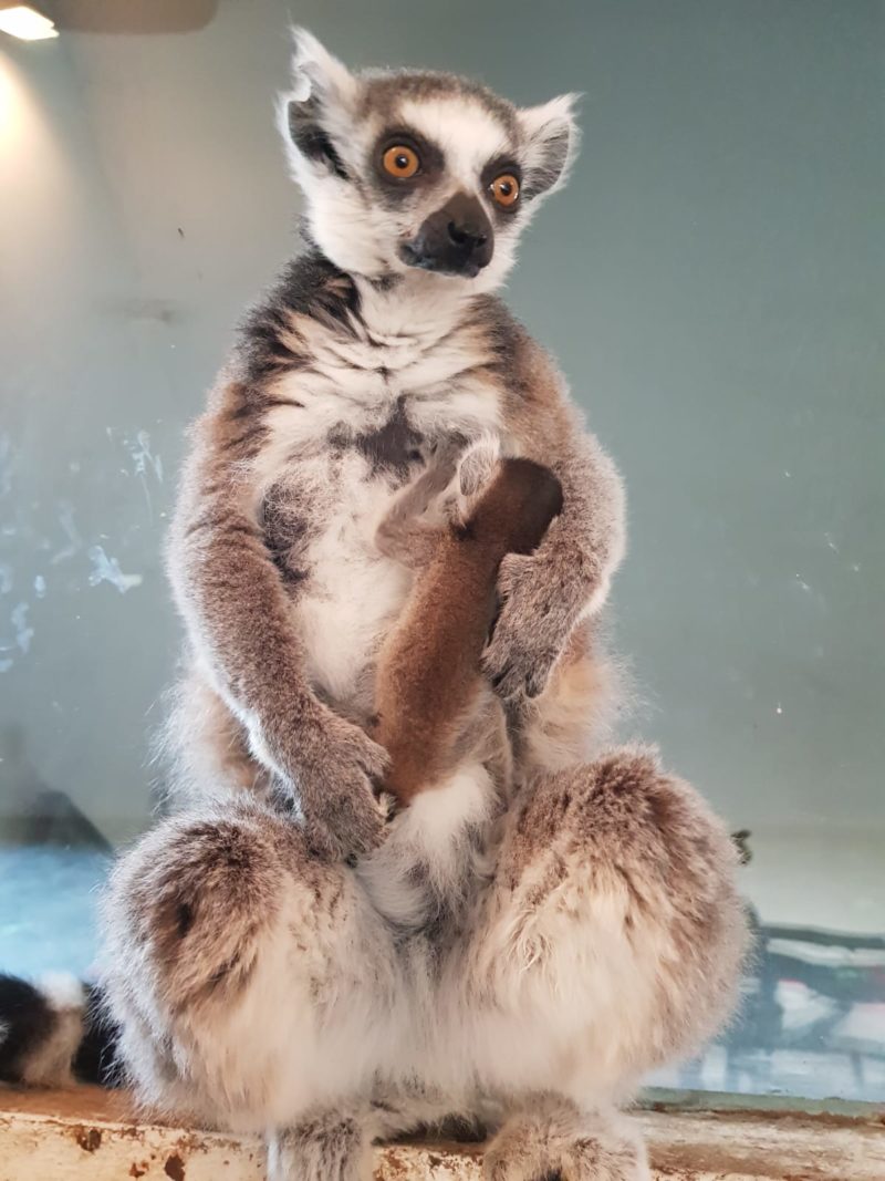 Animale noi în Grădina Zoologică din Târgu Mureș