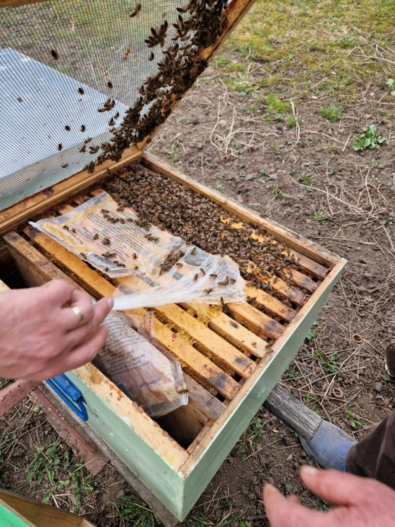 Pesticidele neo-nicotinoide, utilizate pentru fertilizarea culturilor agricole, interzise în România Pesticidele neo-nicotinoide, utilizate pentru fertilizarea culturilor agricole, interzise în România