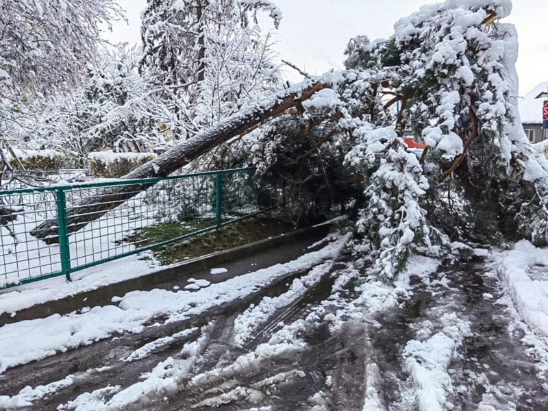 Zeci de arbori prăbușiți în municipiul Brașov