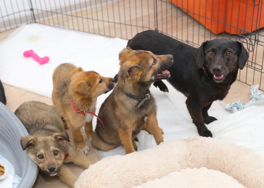 Un centru de adopții canine a fost deschis ieri, în centrul orașului Constanța