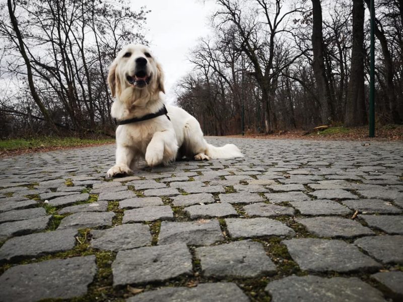 Pet Blitz I îngrijirea unui animal de companie