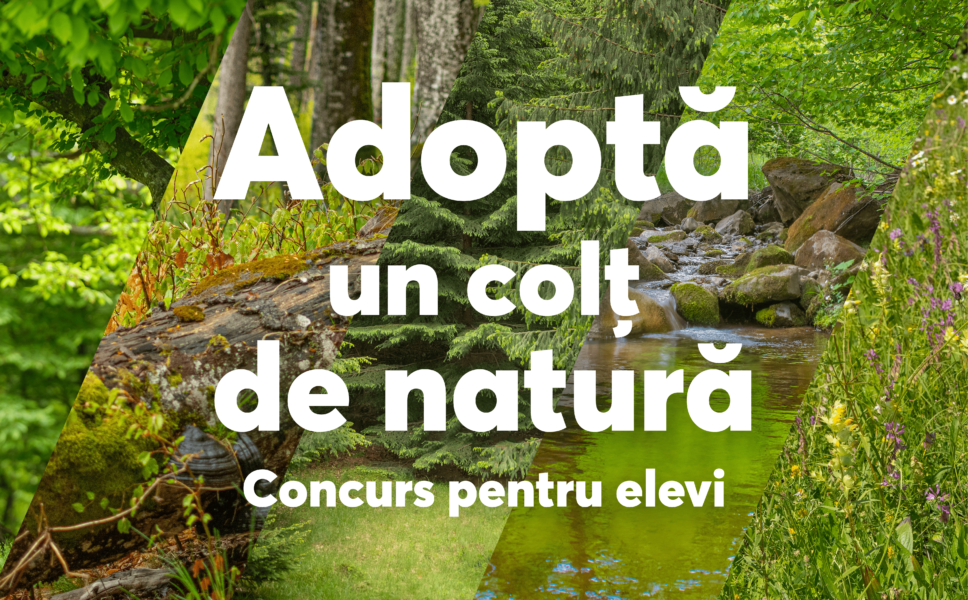 15 prichindei ar putea vizita Parcul Național Pădurile Bavareze