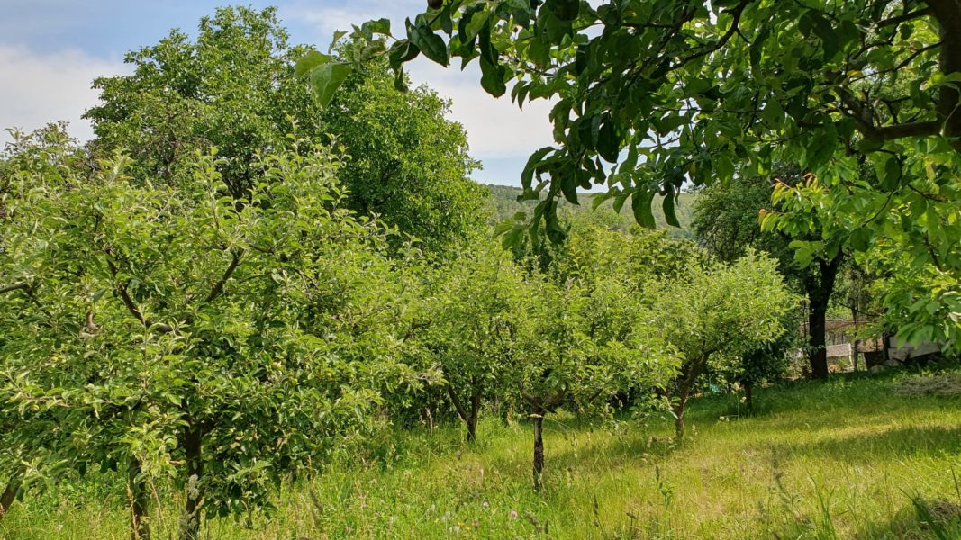 Comisia Europeană a propus un pachet de sprijin de urgenţă de 49,8 milioane de euro pentru fermierii din şase state membre