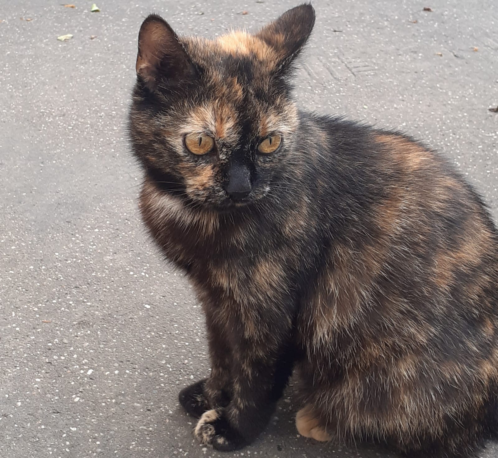 Dosar penal pentru schingiuirea animalelor, deschis la Brașov
