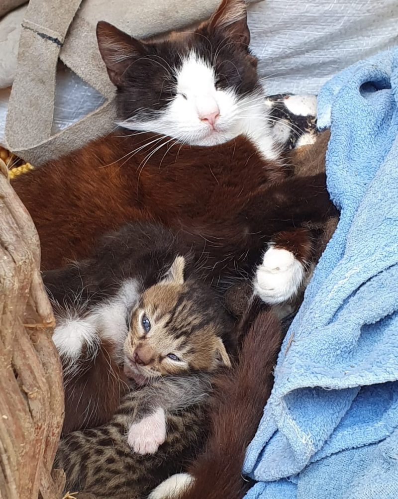 Pet Blitz I Când a fost domesticită pisica?