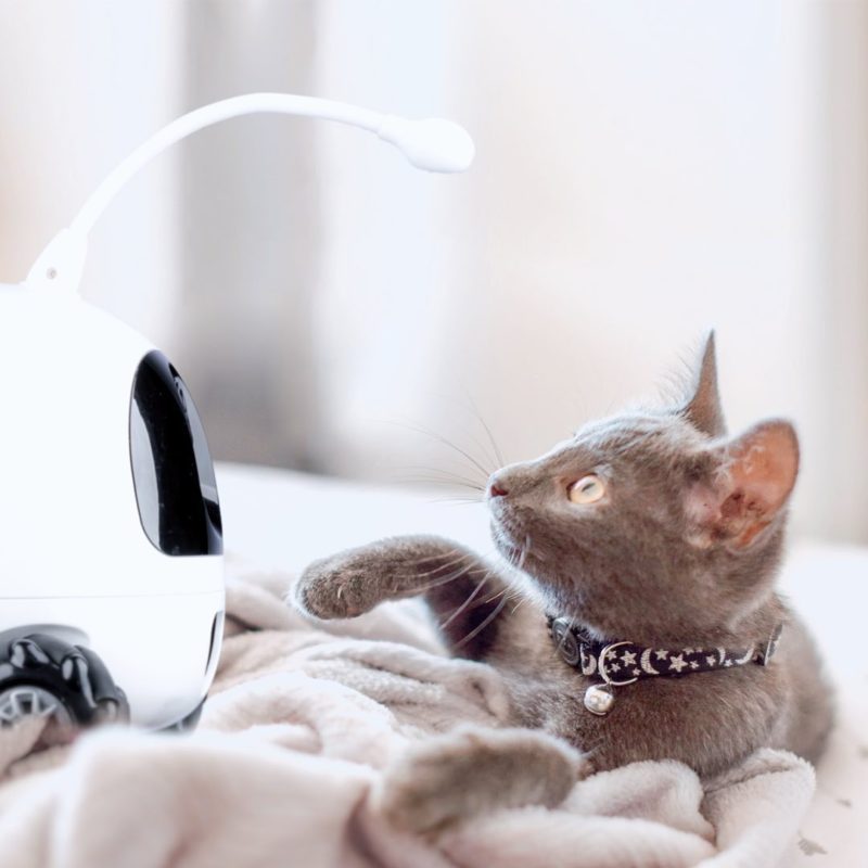 Pet Blitz I Babysitter pentru animalele de companie