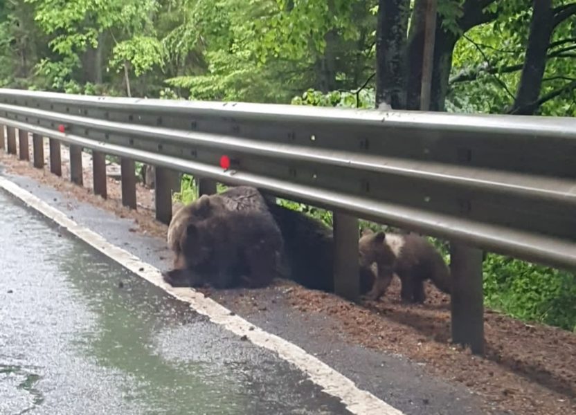 Urșii, tot mai prezenți în zonele populate din Harghita