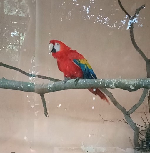 Animale noi la Grădina Zoologică din Târgu Mureș