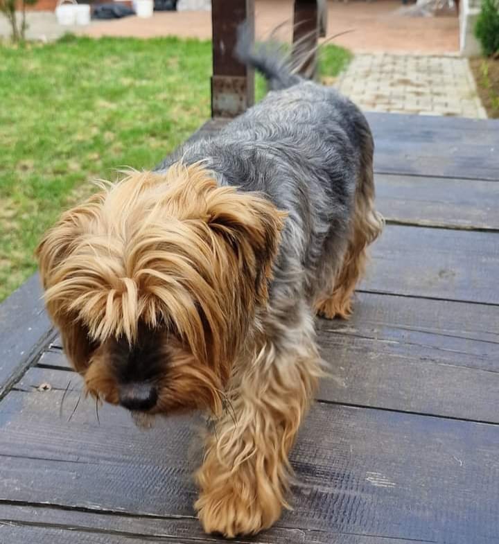 Proprietarii de câini vor fi obligaţi să asigure o suprafaţă minimă pentru fiecare animal în parte