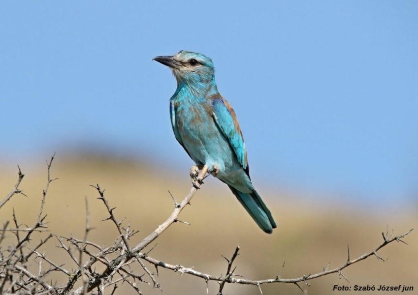 Redescoperă natura | Dumbrăveanca