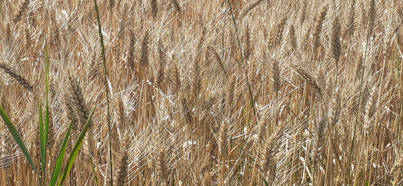 Prețurile scăzute la cereale pot falimenta producătorii agricoli români