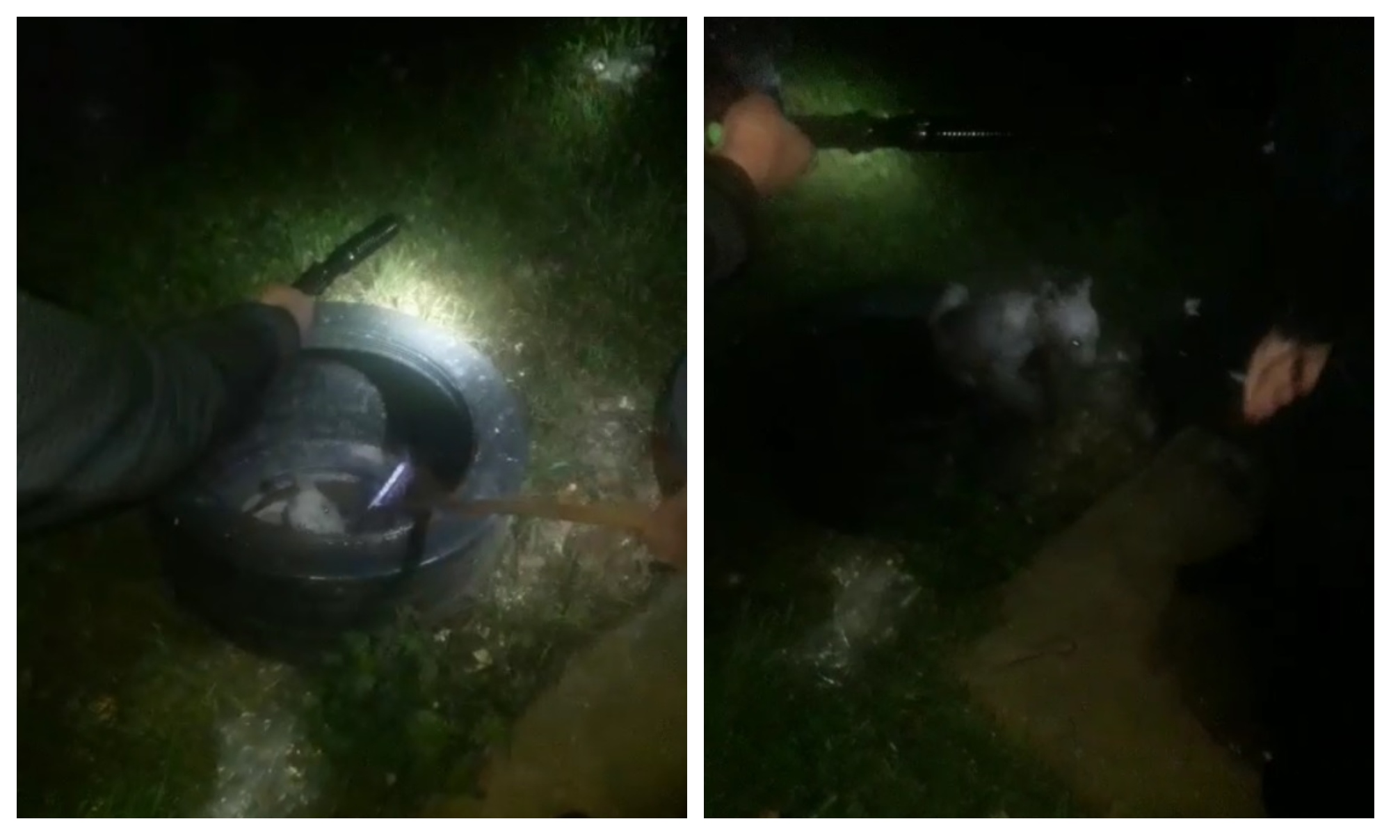 Pui de urs, căzut într-un canal din Poiana Braşov, salvat de poliţişti şi jandarmi
