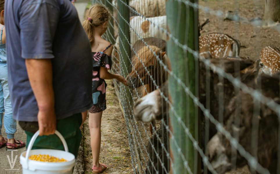 Asociațiile crescătorilor de animale pot depune cereri pentru creșterea animalelor