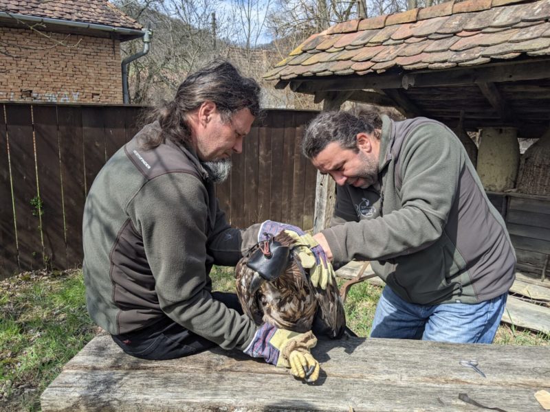 Un nou codalb cu emițător este dat dispărut de biologi