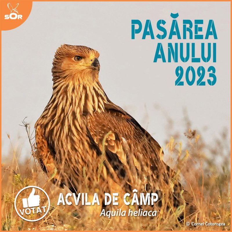 Acvila de câmp este pasărea anului 2023