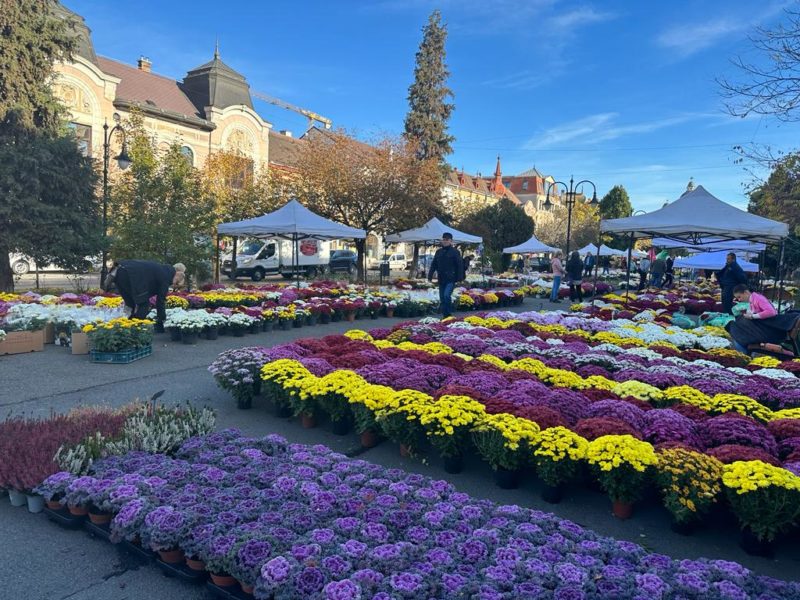 Târgu Mureșul, inundat de flori