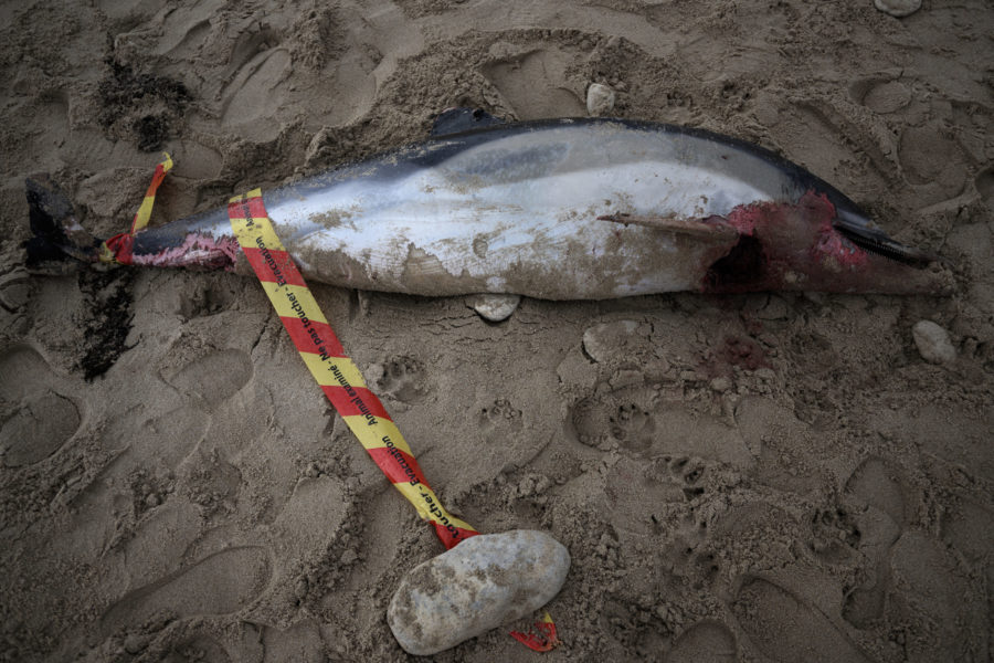 Peste 100 de delfini au murit în Amazonia din cauza supraîncălzirii apei