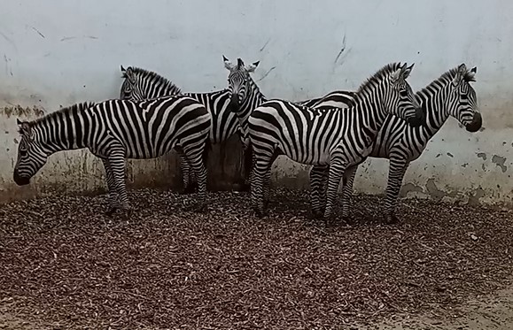 Grădina Zoologică din Târgu Mureş se îmbogățește cu noi locatari
