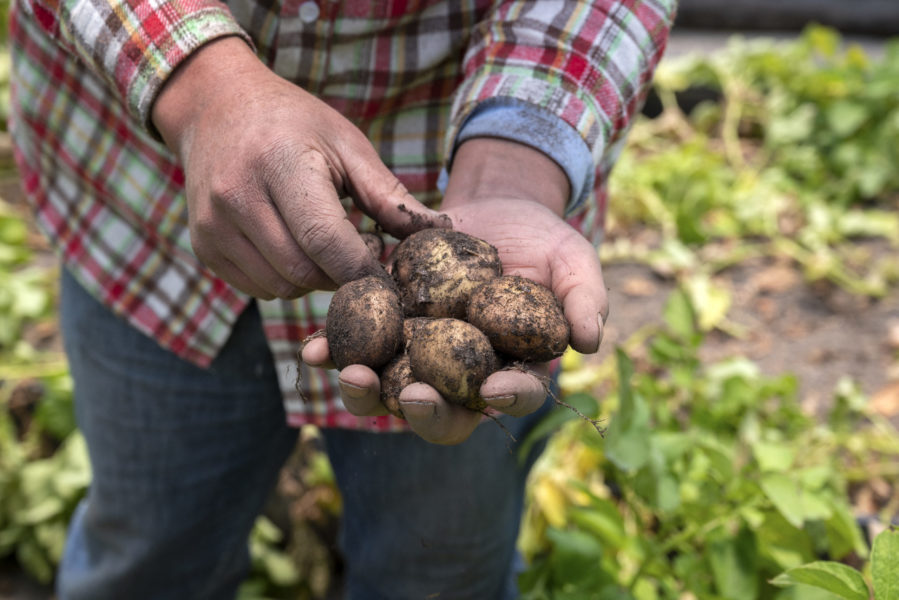 În Harghita se cultivă tot mai puţini cartofi